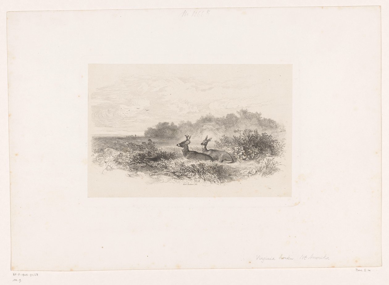 İki beyaz kuyruklu geyik ile manzara Hayvanlarla manzaralar (dizi başlığı) by Karl Bodmer