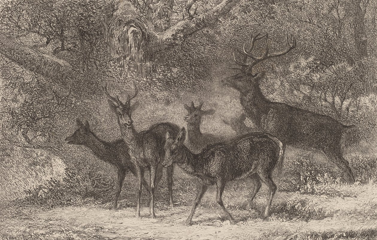 Sürü. by Karl Bodmer
