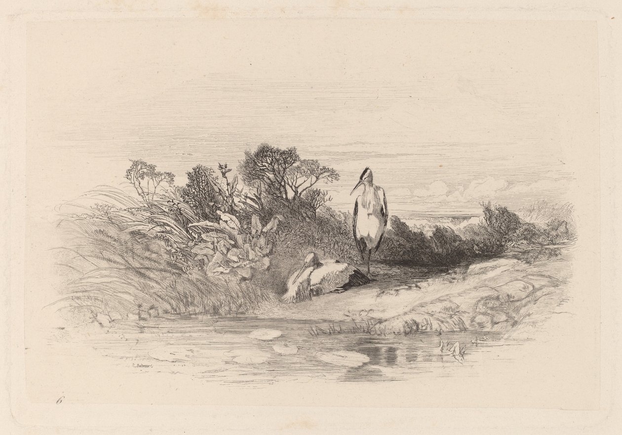 İki Balıkçıl by Karl Bodmer