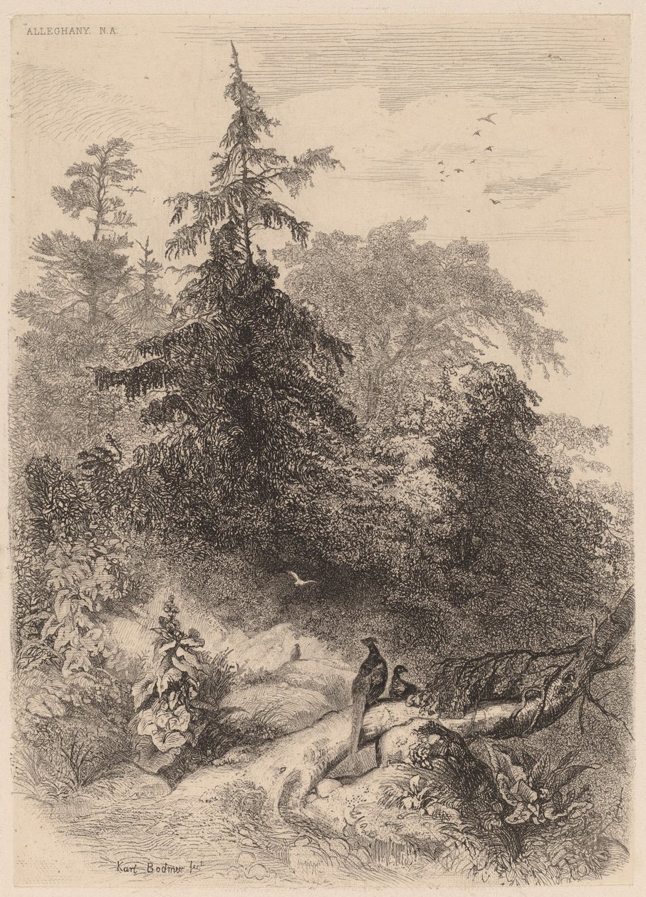 Sülünler. by Karl Bodmer