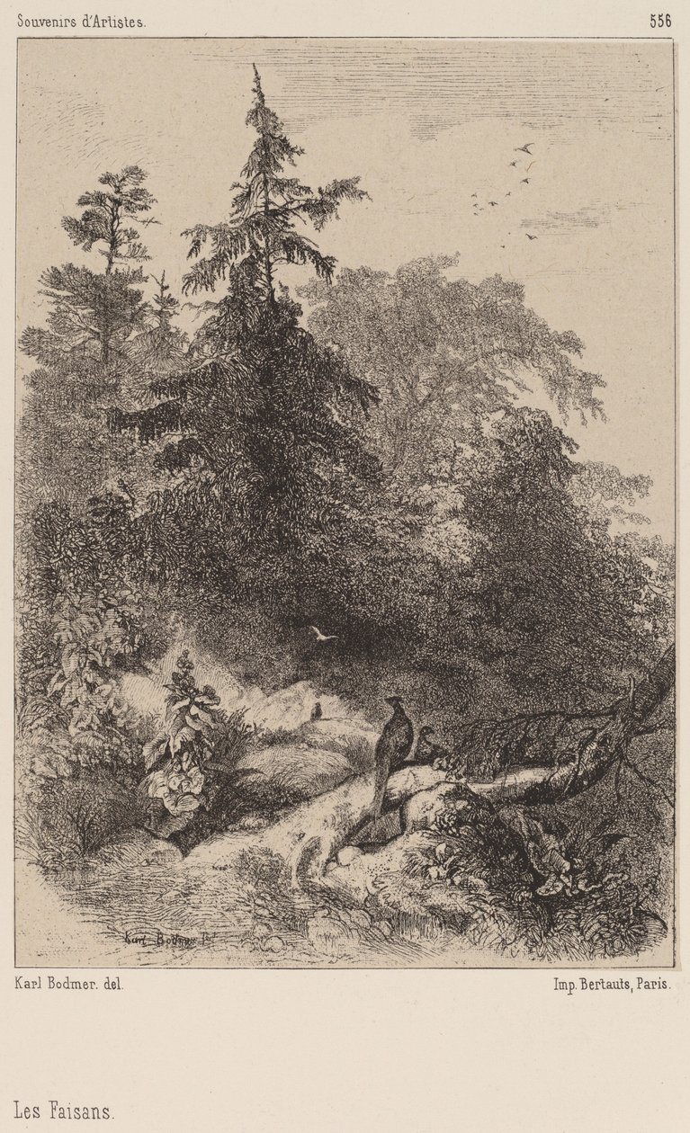 sülün by Karl Bodmer