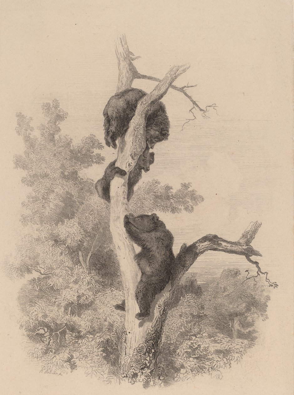 Ayılar. by Karl Bodmer
