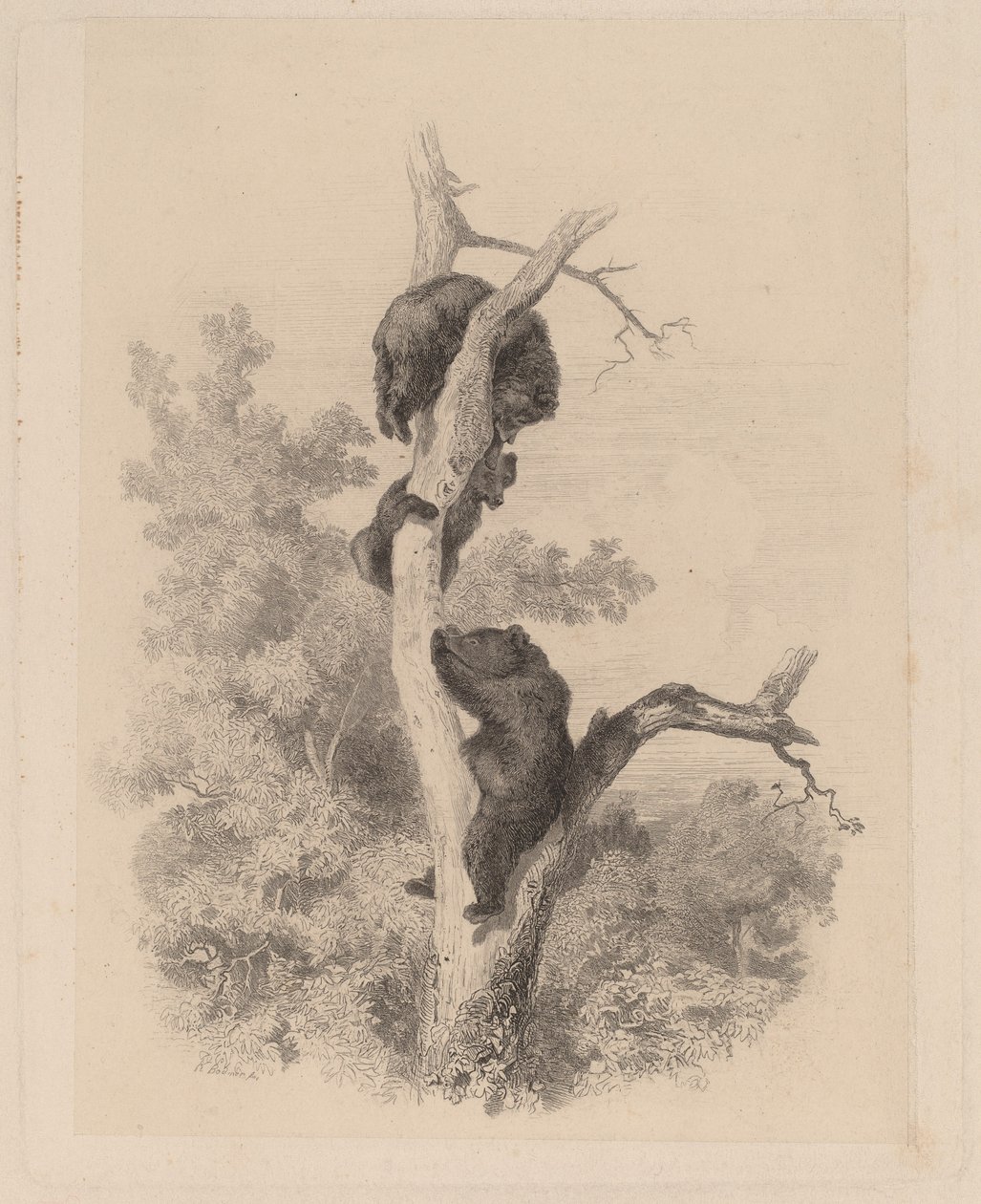 Ayılar by Karl Bodmer