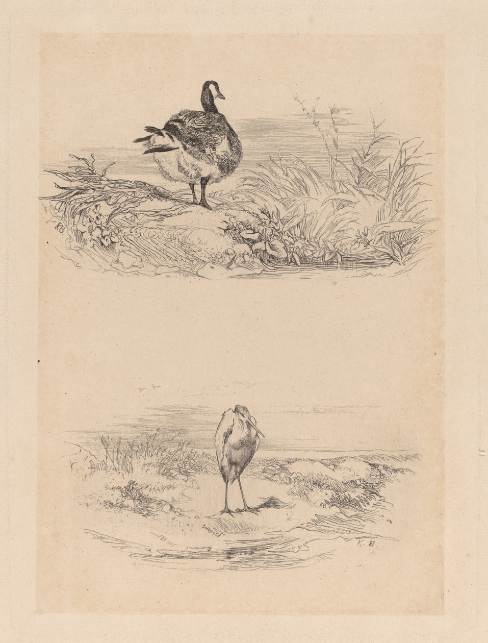 Oie, Balıkçıl by Karl Bodmer