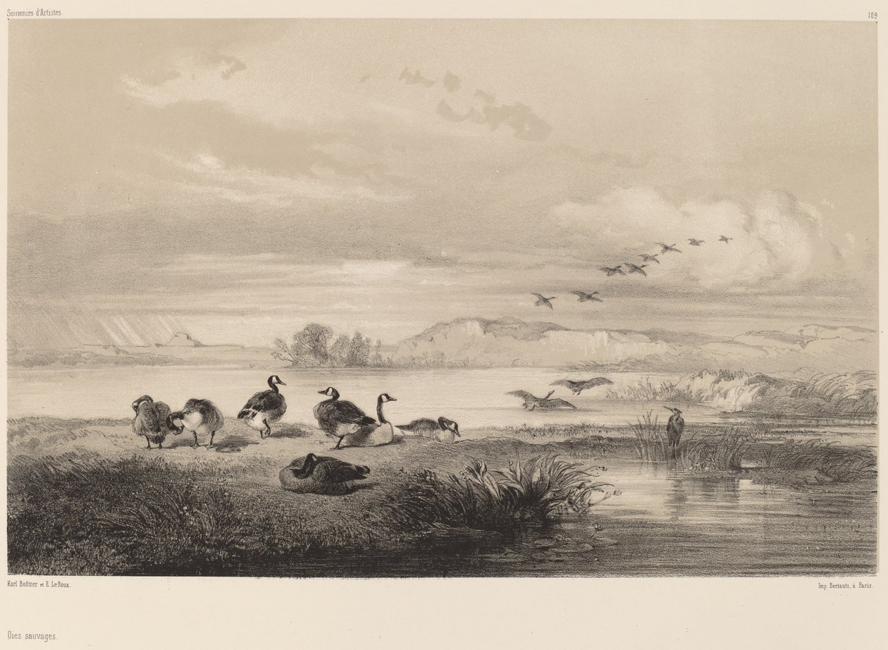 Yaban kazları. by Karl Bodmer