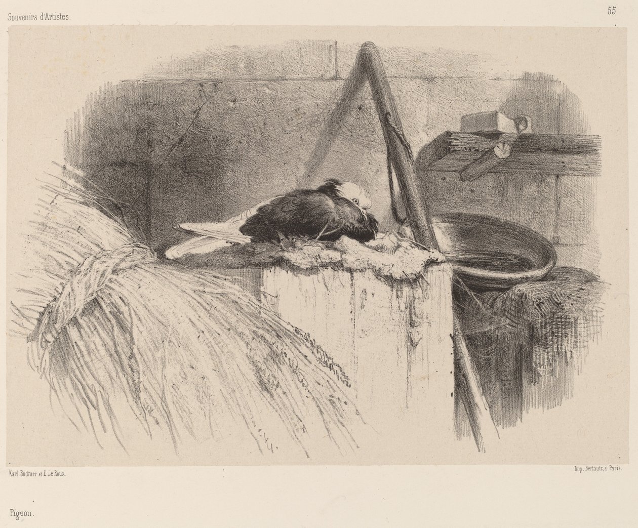 Güvercin by Karl Bodmer