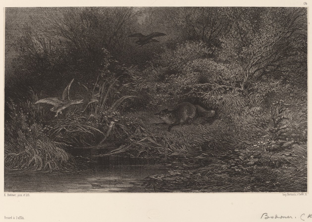 Sinsi sinsi tilki. by Karl Bodmer