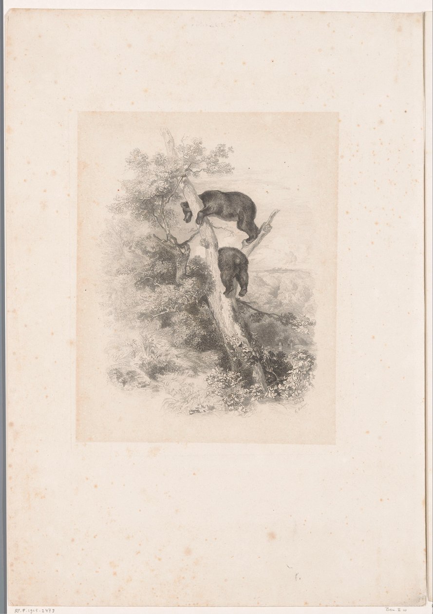 Bir ağaçta iki ayı Hayvanlarla manzaralar (dizi başlığı) by Karl Bodmer