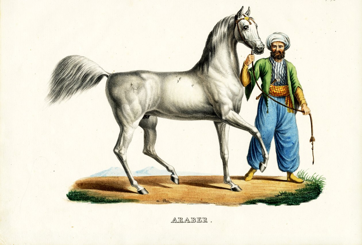 Arap Atı, 1824 by Karl Joseph Brodtmann