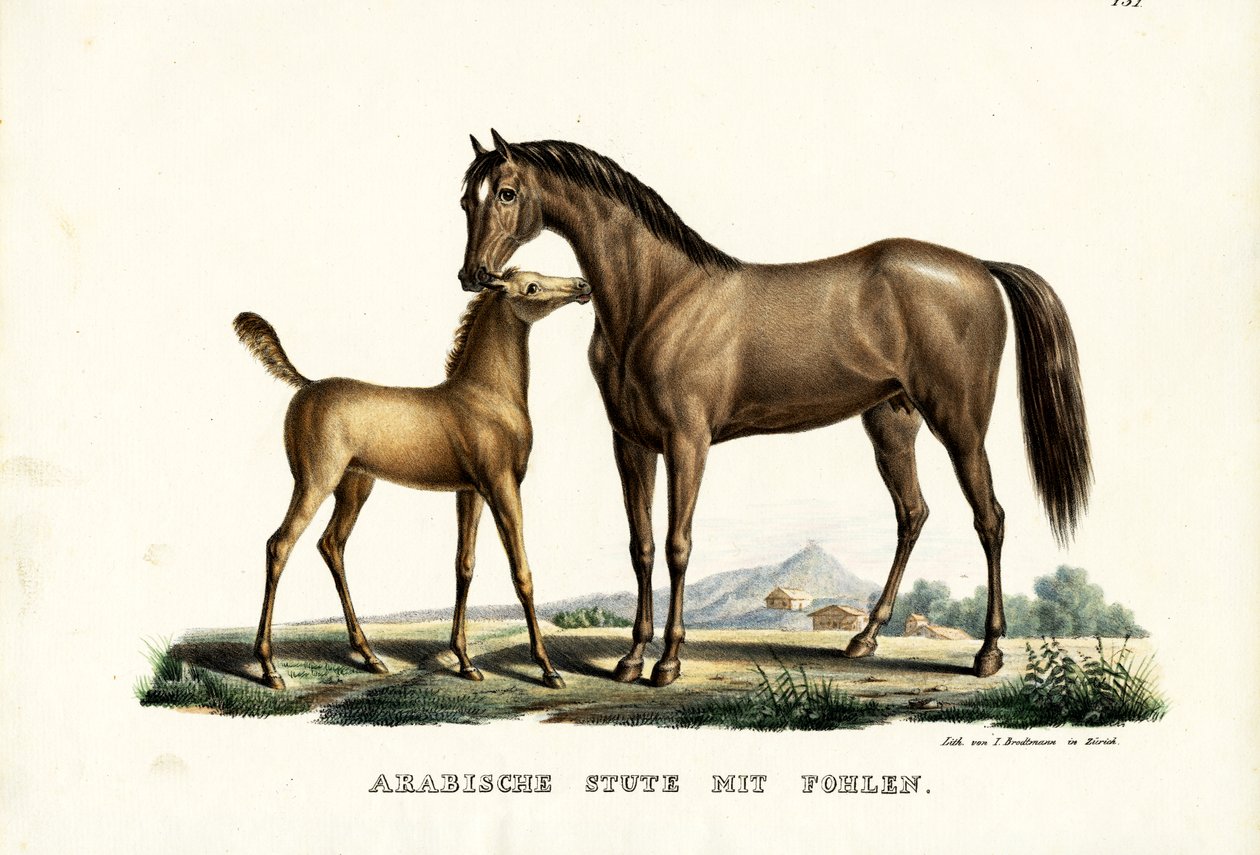 Kuşlu Arap Atı, 1824 by Karl Joseph Brodtmann