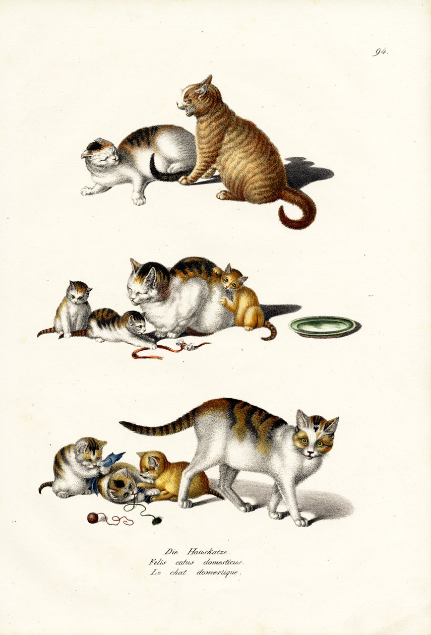 Yerli Kediler, 1824 by Karl Joseph Brodtmann