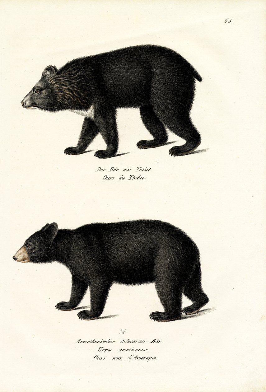 Himalaya Kara Ayı, 1824 by Karl Joseph Brodtmann
