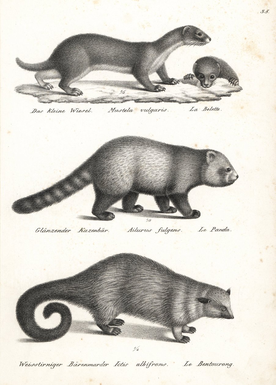 En küçük gelincik, Mustela nivalis 1, kırmızı panda, Ailurus fulgens 2, savunmasız ve ayı kedisi, Arctictis binturong 3, savunmasız. Heinrich Rudolf Schinz'in Illustrated Natural History of Men and Animals kitabından Karl Joseph Brodtmann'ın litogr by Karl Joseph Brodtmann