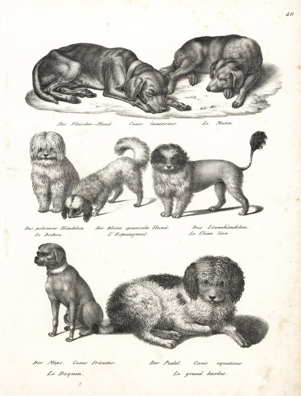 Lurcher veya matin köpeği, Canis laniarius, Bichon, İspanyol köpeği, Chow Chow, Pug köpeği, Canis fricator ve Kaniş veya su avı köpeği, Canis Aquatus. Heinrich Rudolf Schinz'in Illustrated Natural History of Men and Anima kitabından Karl Joseph Brodtma by Karl Joseph Brodtmann