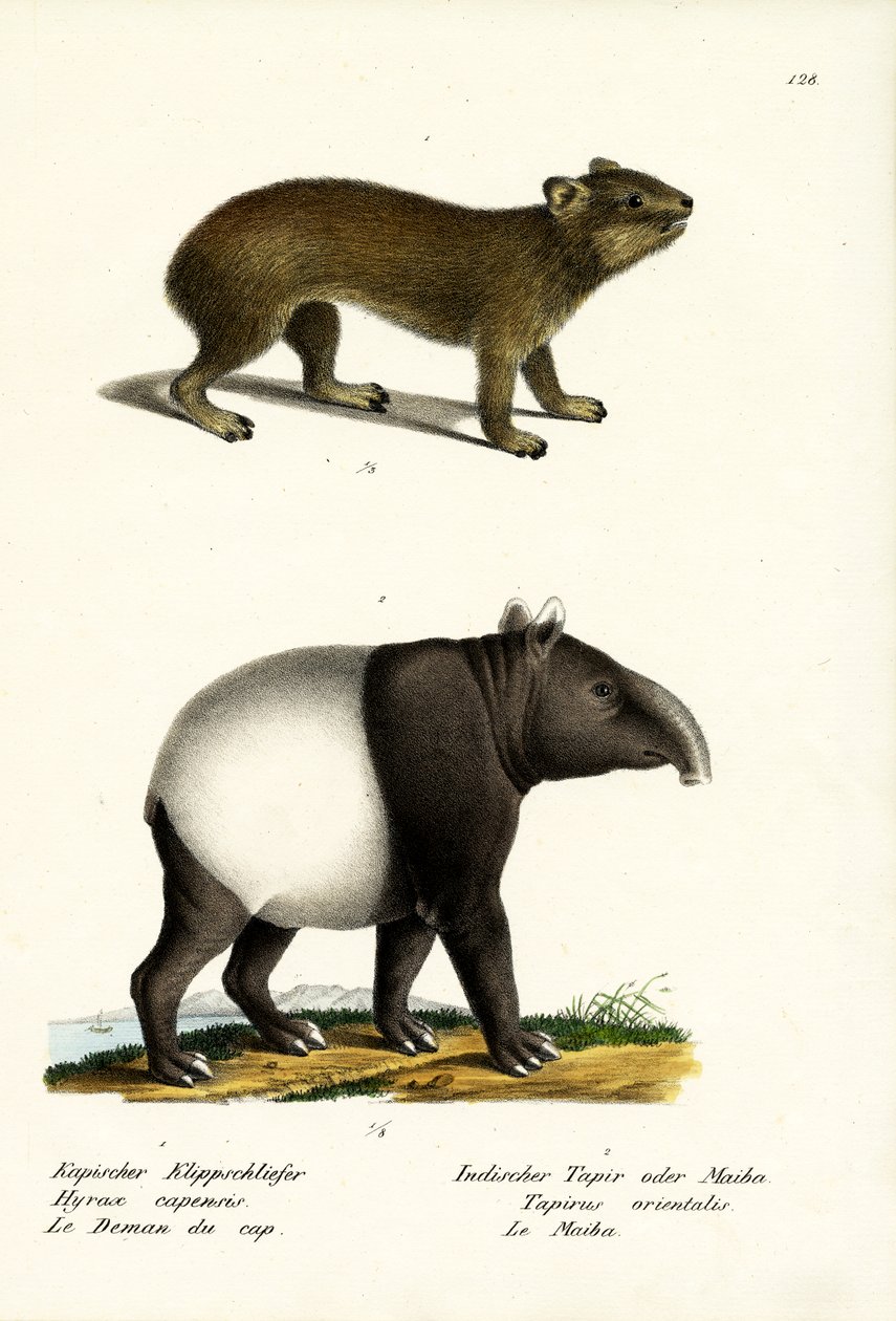 Kaya Hyrax, 1824 by Karl Joseph Brodtmann