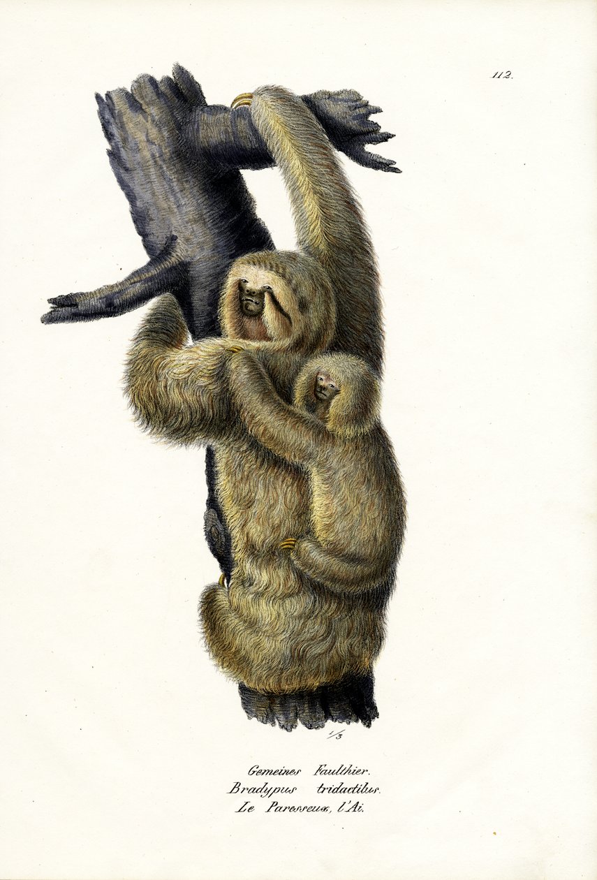 Üç Kurbağa Tembelliği, 1824 by Karl Joseph Brodtmann