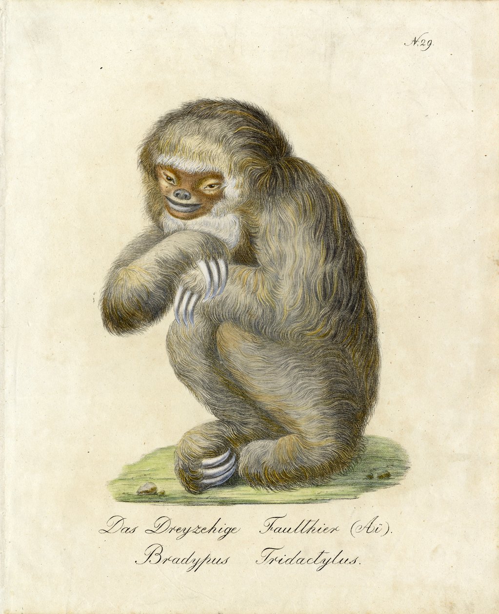Üç Parmaklı Tembel Hayvan (baskı) by Karl Joseph Brodtmann