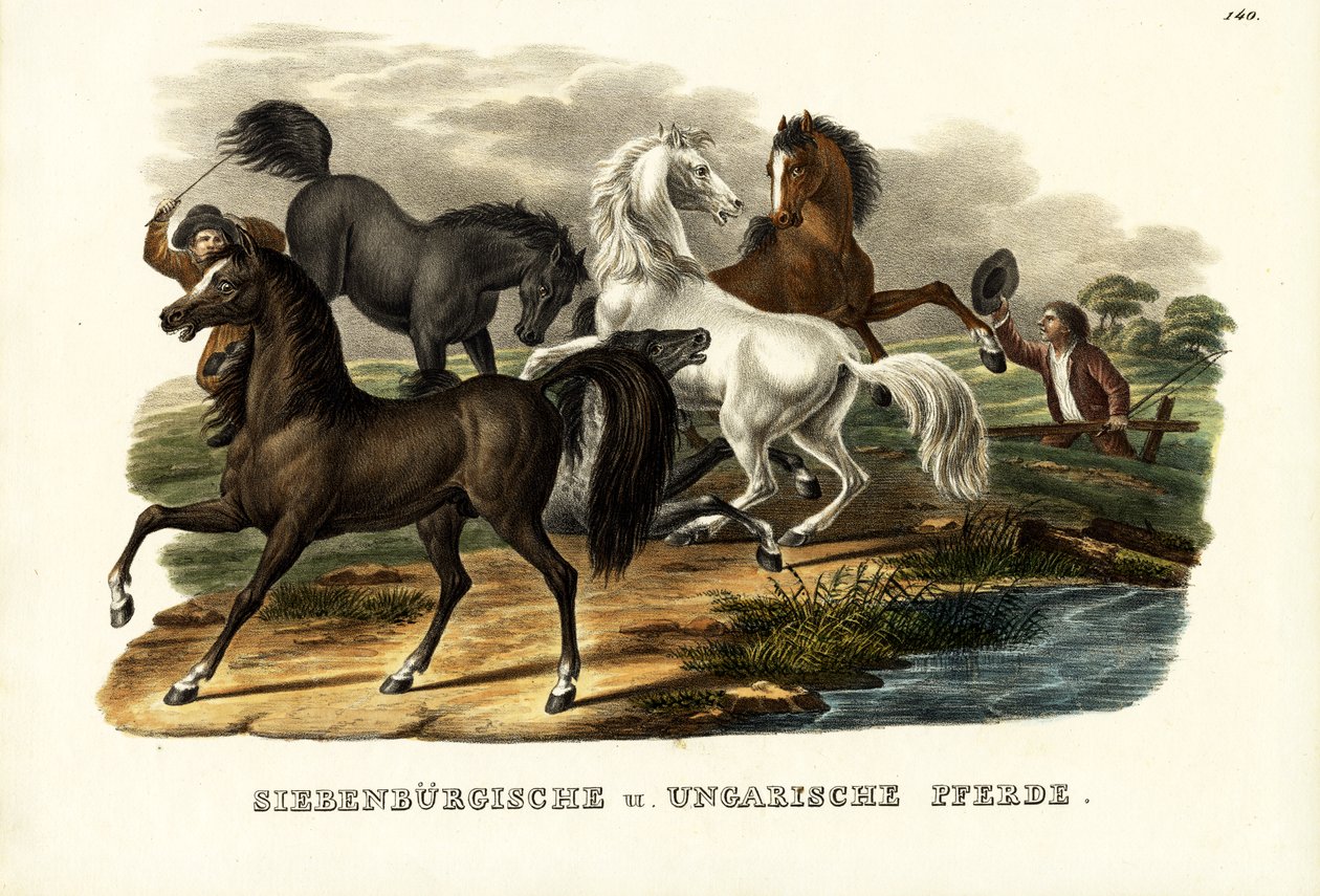 Transilvanya ve Macar Atları, 1824 by Karl Joseph Brodtmann