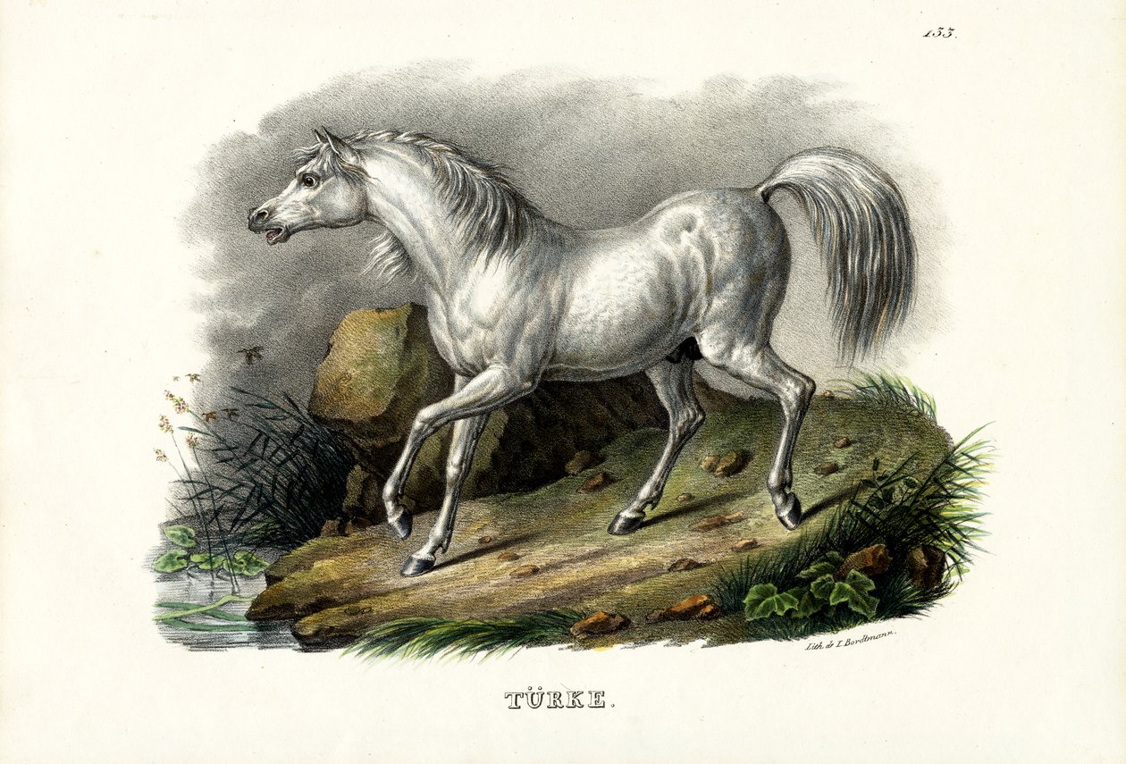 Turkish Horse, 1824  by Karl Joseph Brodtmann
