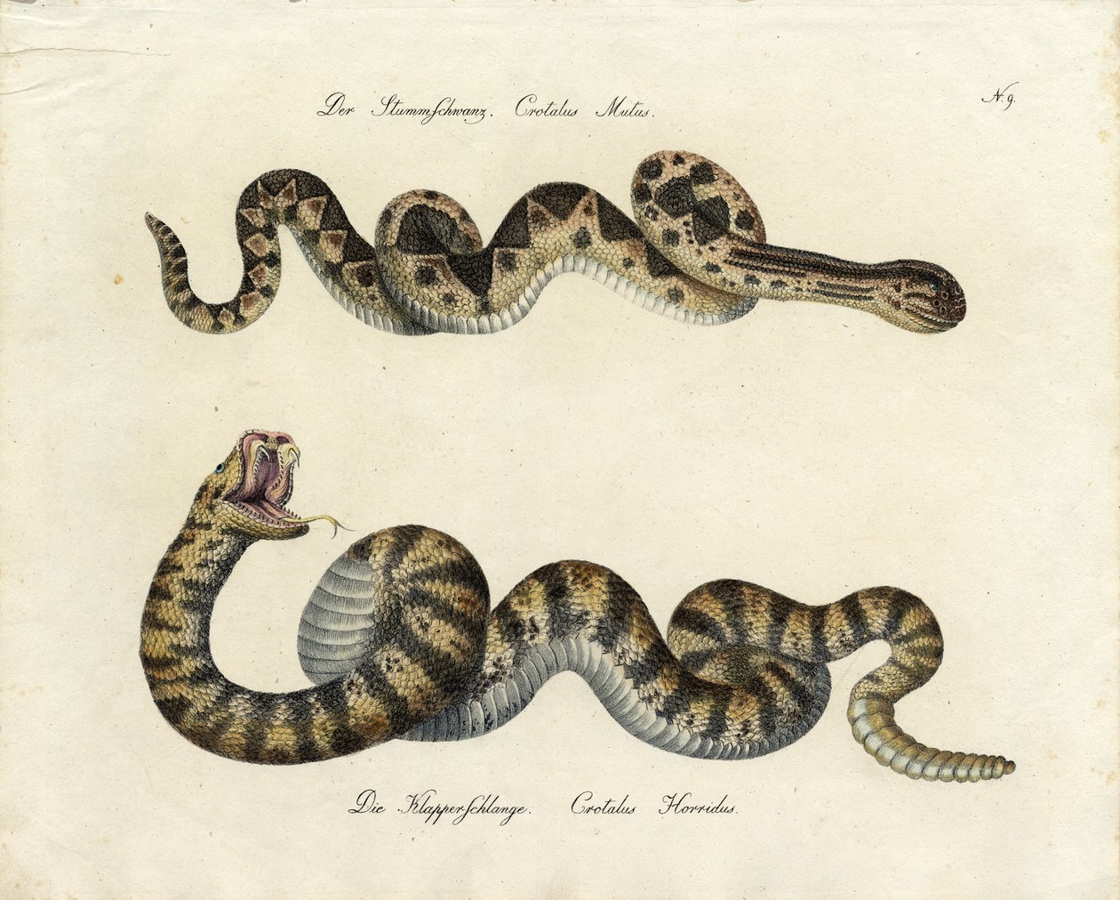  by Karl Joseph Brodtmann