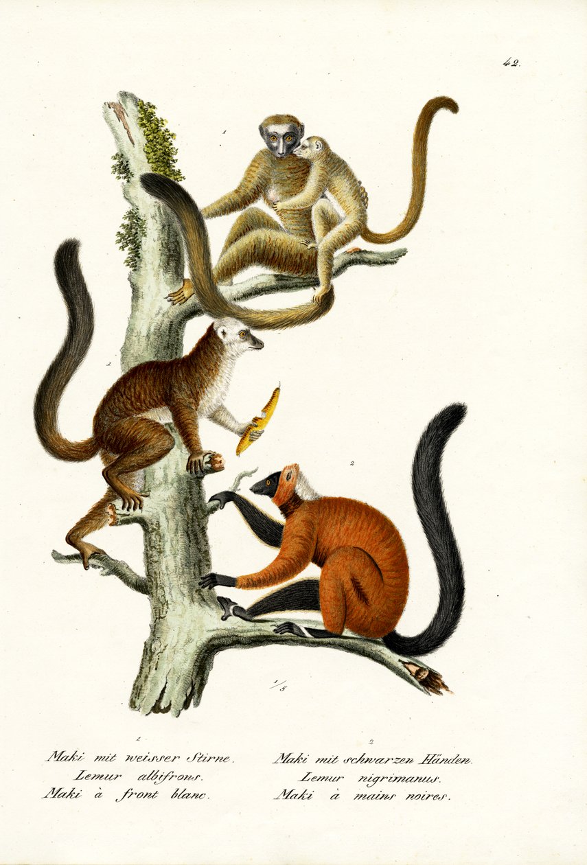 Beyaz Önlü Lemur, 1824 by Karl Joseph Brodtmann