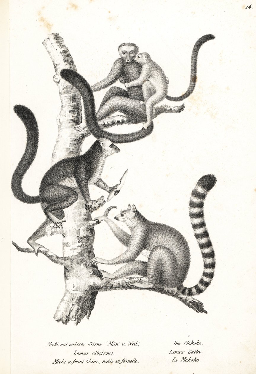 Ak başlı lemur, Eulemur albifrons, erkek ve dişi, nesli tükenmekte olan 1 ve halka kuyruklu lemur, Lemur catta, nesli tükenmekte olan 2. Heinrich Rudolf Schinz'in Illustrated Natural History of Men and Animals kitabından Karl Joseph Brodtmann'ın li by Karl Joseph Brodtmann
