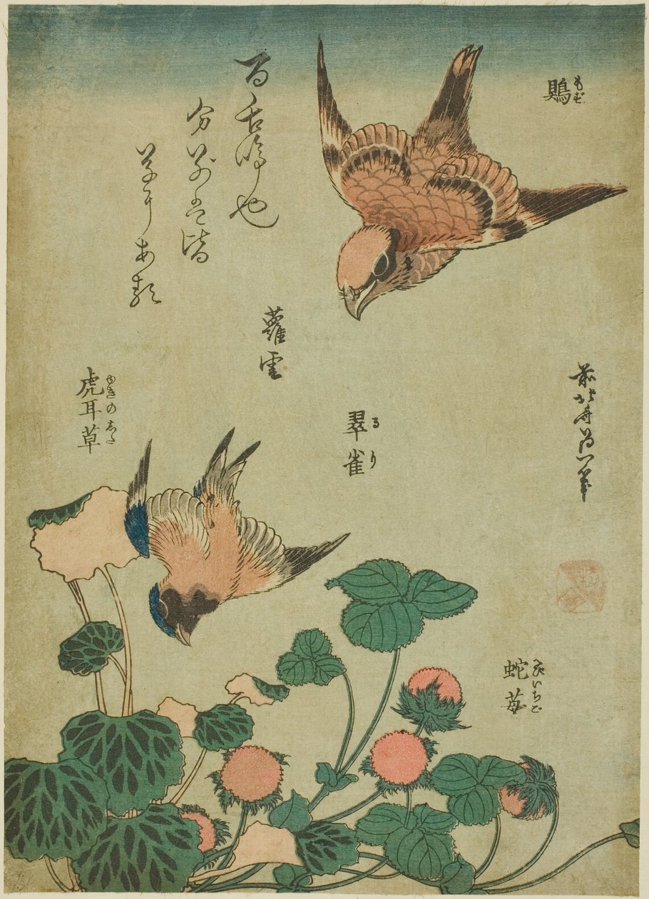Boğa Başlı Örümcek Kuşu ve Saxifrage ve Yabani Çilekli Bluebird (Mozu, ruri, yukinoshita, hebi-ichigo), isimsiz bir dizi çiçek ve kuştan by Katsushika Hokusai