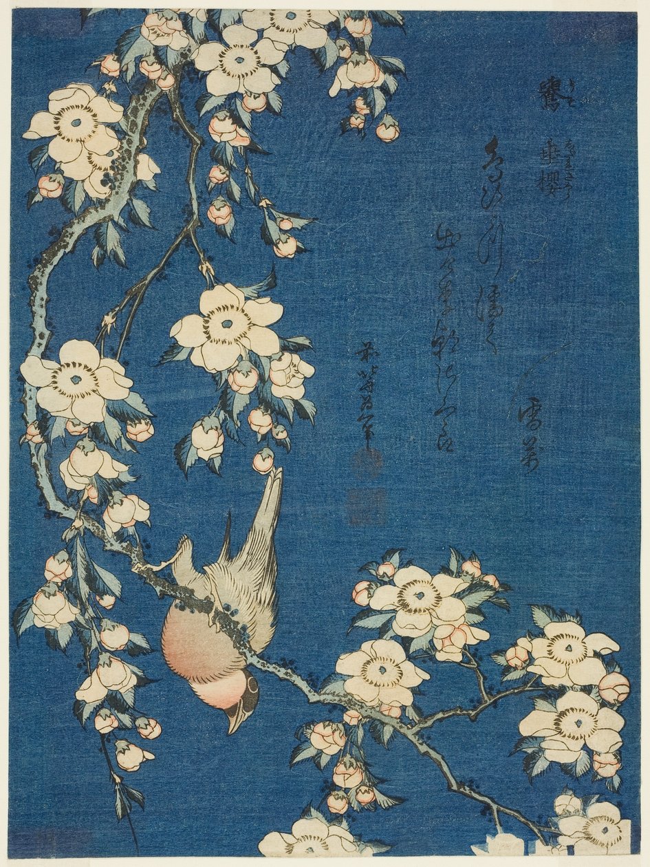 Şakrak Kuşu ve Ağlayan Kiraz (Uso, shidarezakura), isimsiz bir dizi çiçek ve kuştan by Katsushika Hokusai