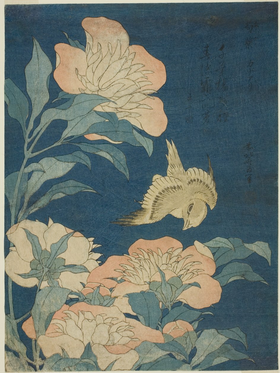 Kanarya ve Şakayık (Kanaari, shakuyaku), isimsiz bir dizi çiçek ve kuştan by Katsushika Hokusai