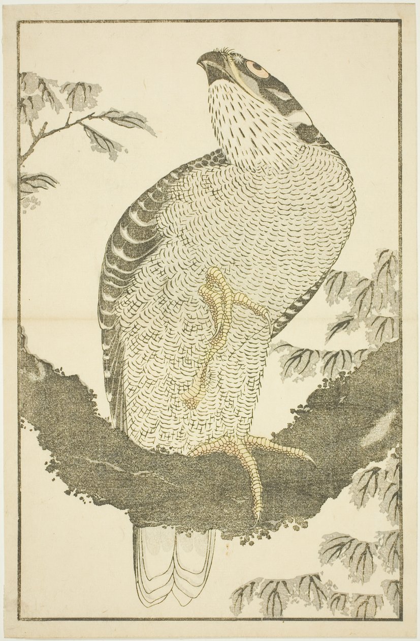 Hawk, Hokusai'nin Gerçekçi Resimlerinin Resimli Kitabından (Hokusai shashin gafu) by Katsushika Hokusai