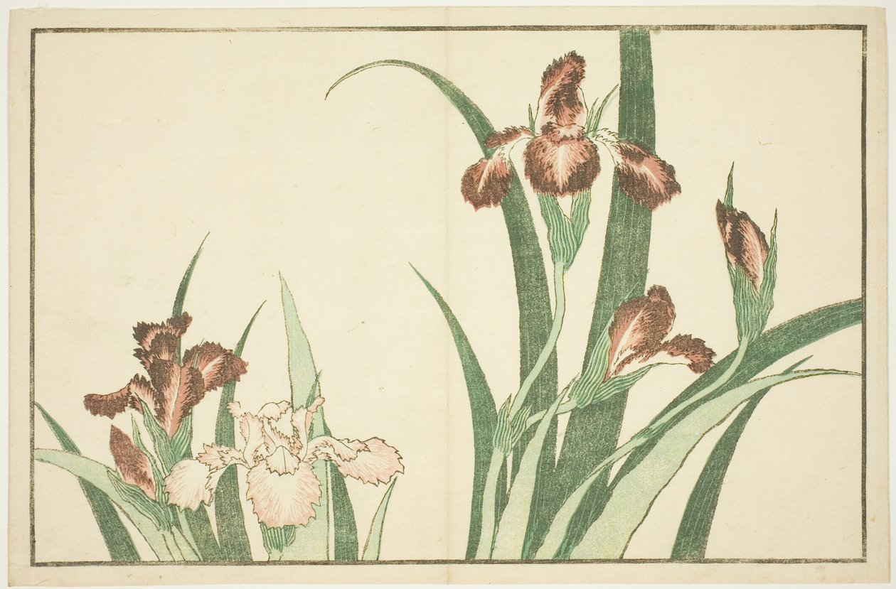 İris, Hokusai