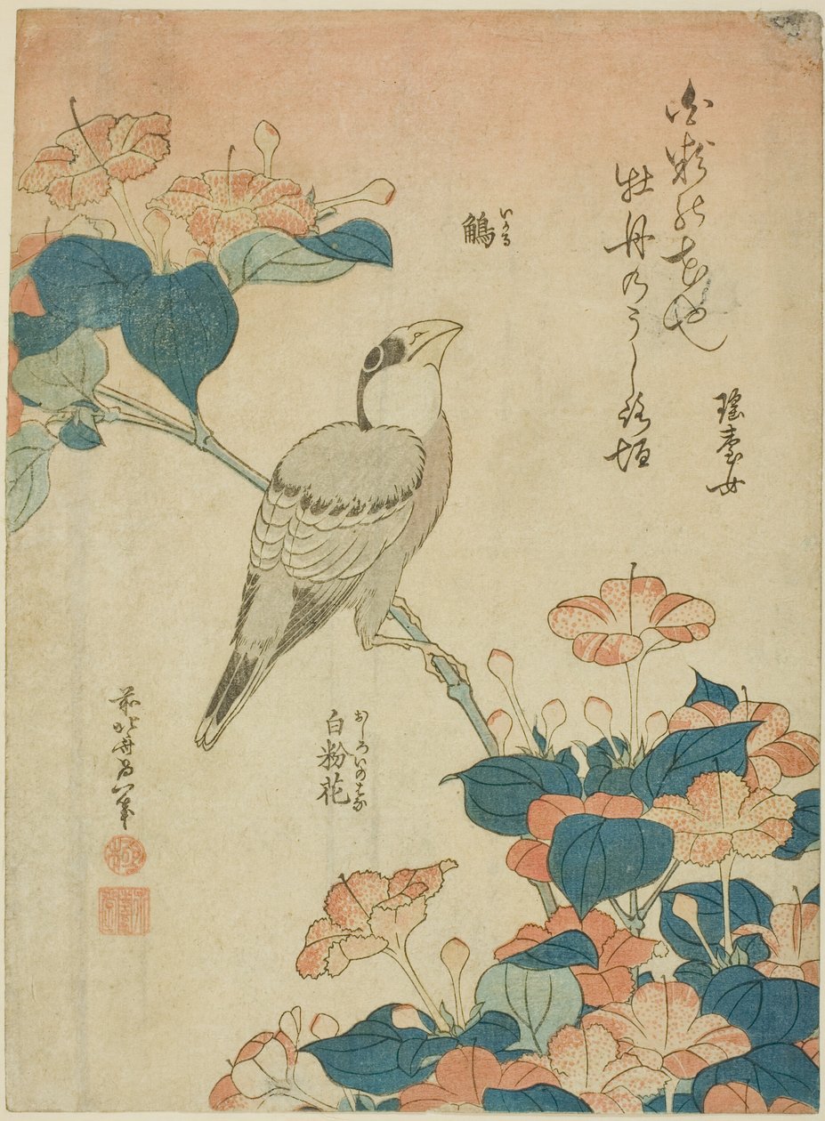 Japon Grosbeak ve Marvel of Peru (Ikaru, oshiroi no hana), isimsiz bir dizi çiçek ve kuştan by Katsushika Hokusai