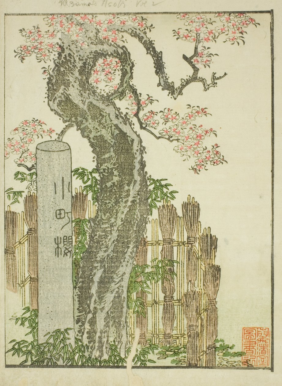 Komachi Kiraz Ağacı (Komachi zakura), "Doğu