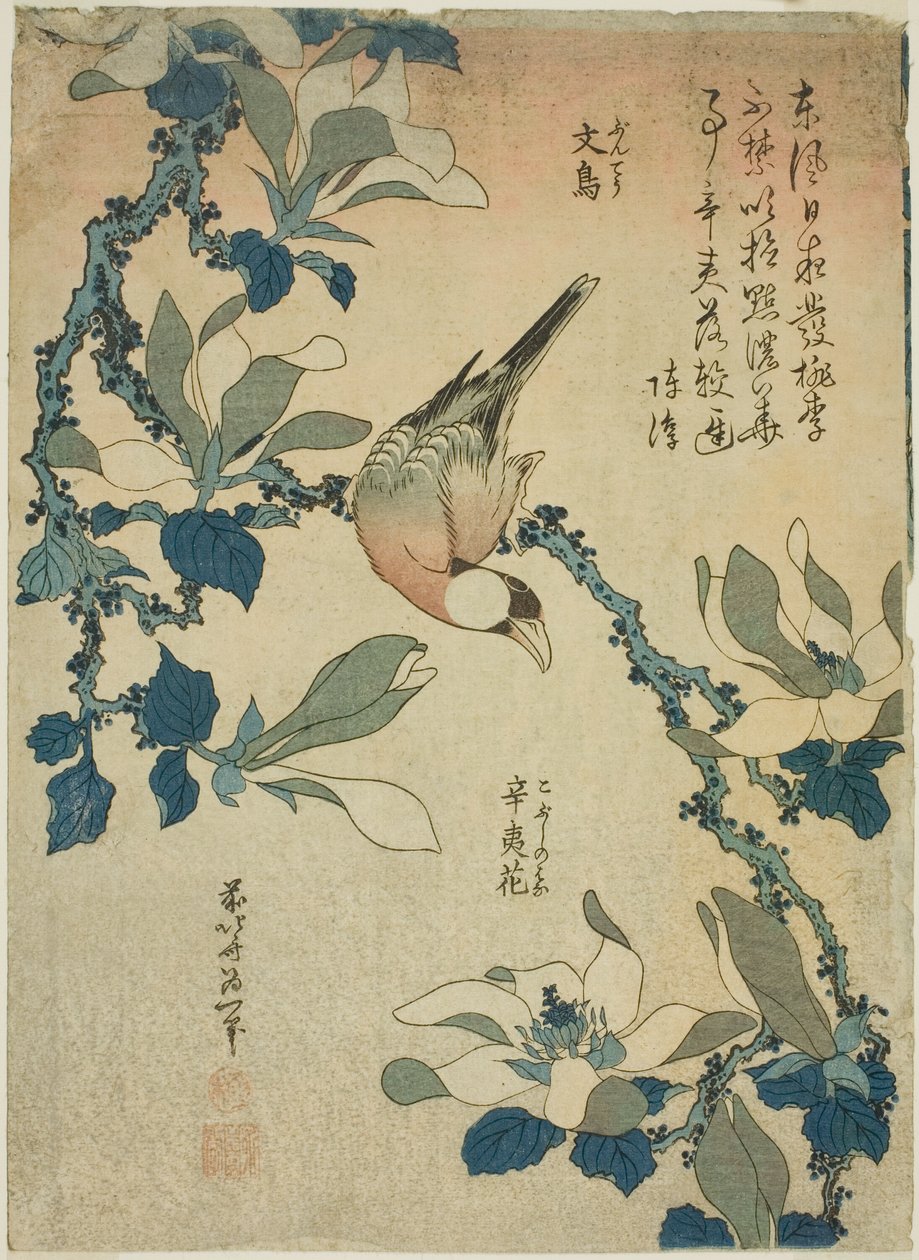 Çeltik Kuşu ve Manolya Çiçekleri (Buncho, kobushi no hana), isimsiz bir çiçek ve kuş serisinden by Katsushika Hokusai