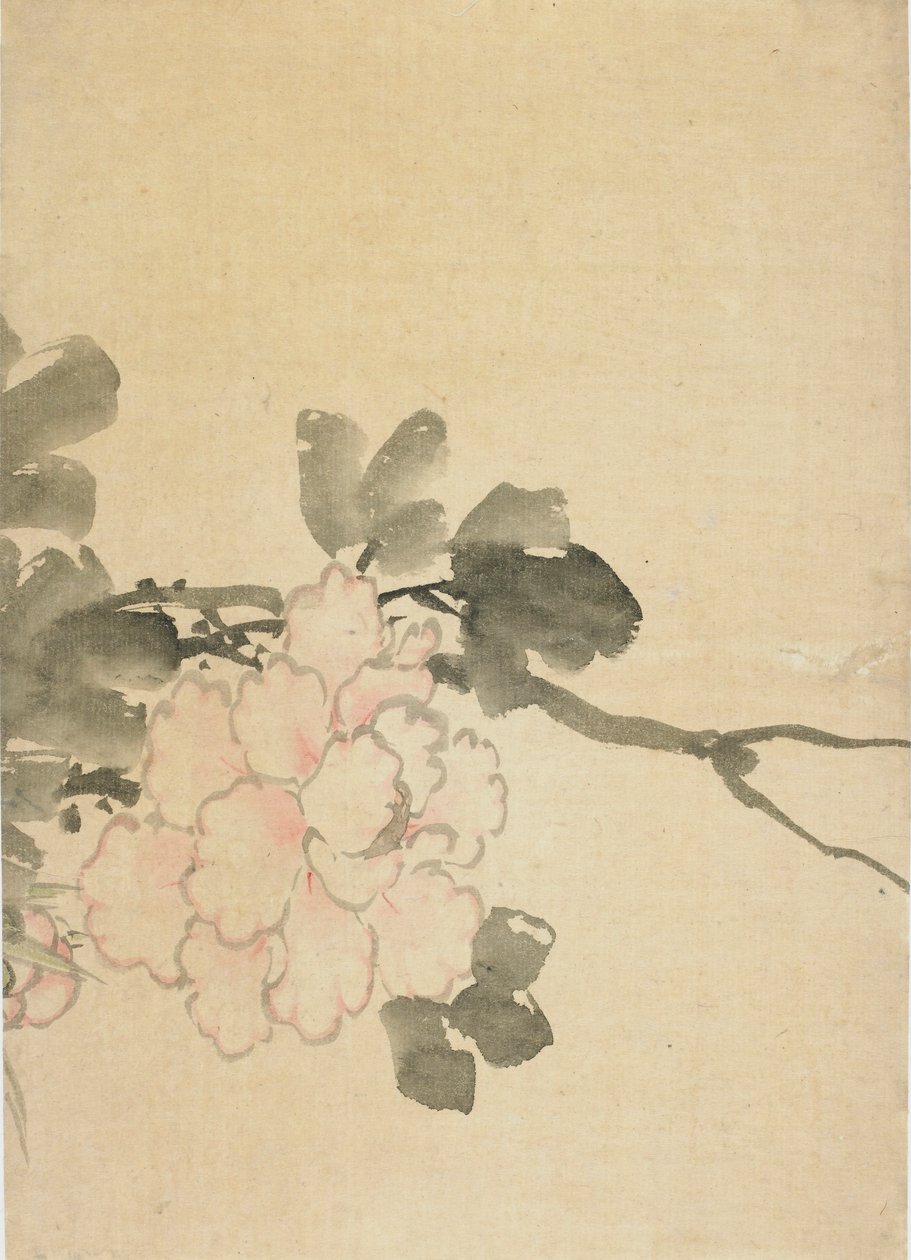 Şakayık, 18. yüzyılın sonu ve 19. yüzyılın başı. by Katsushika Hokusai
