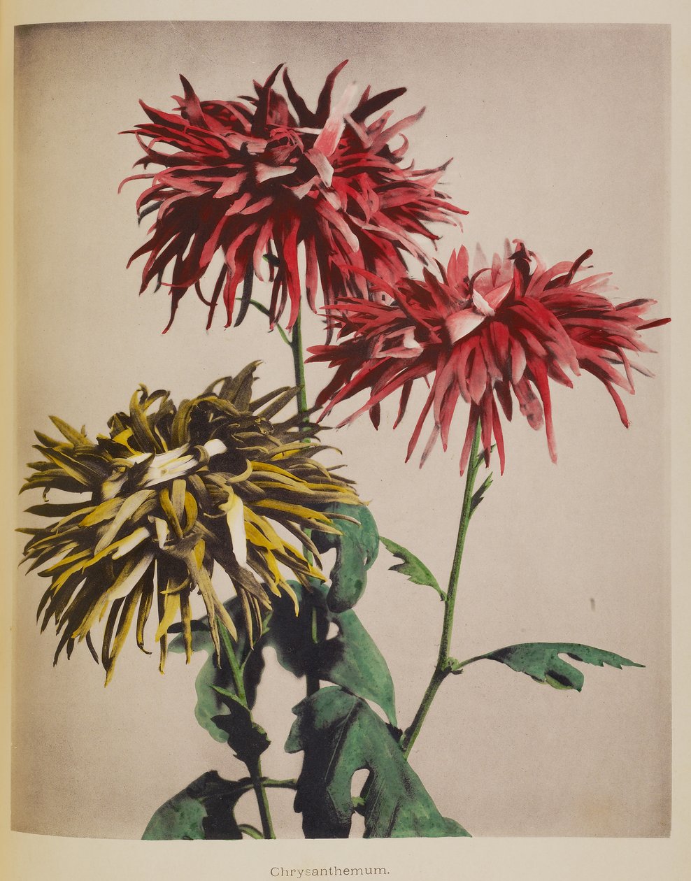  by Kazumasa Ogawa