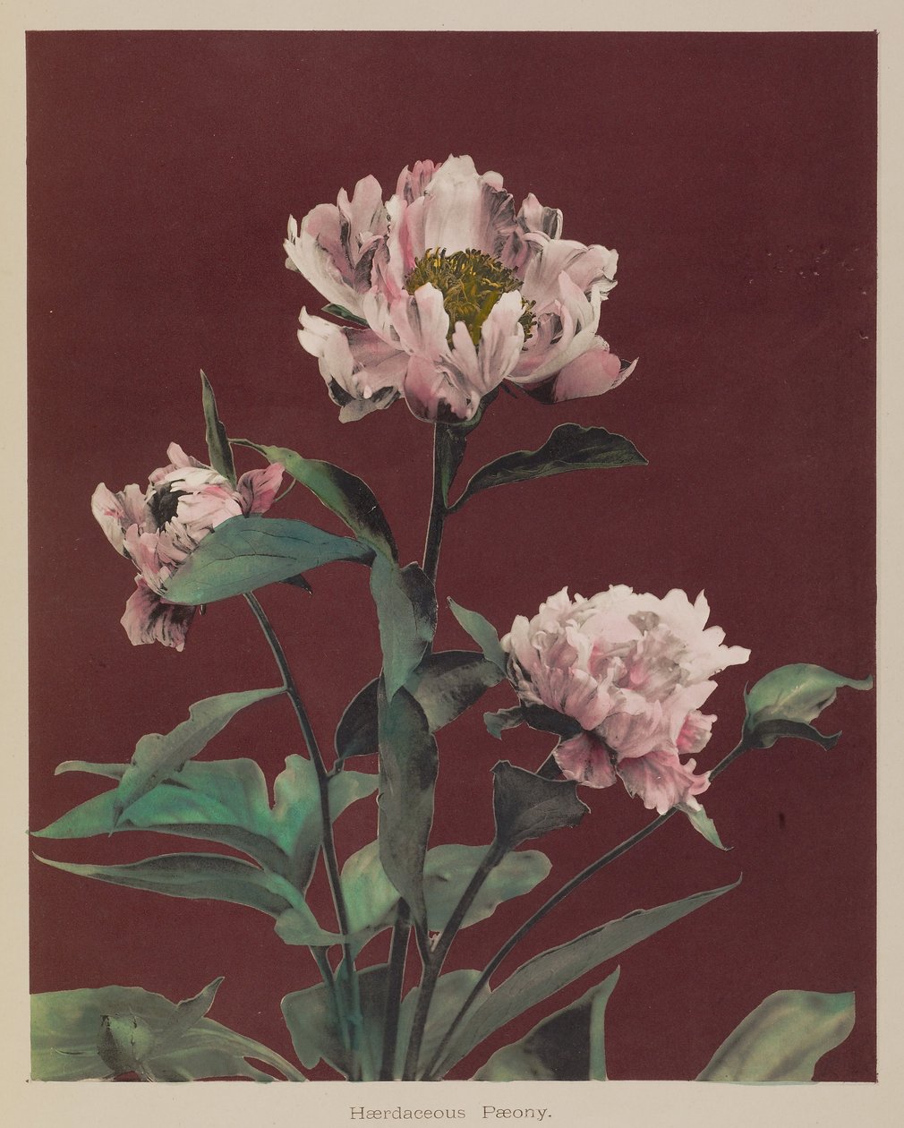  by Kazumasa Ogawa