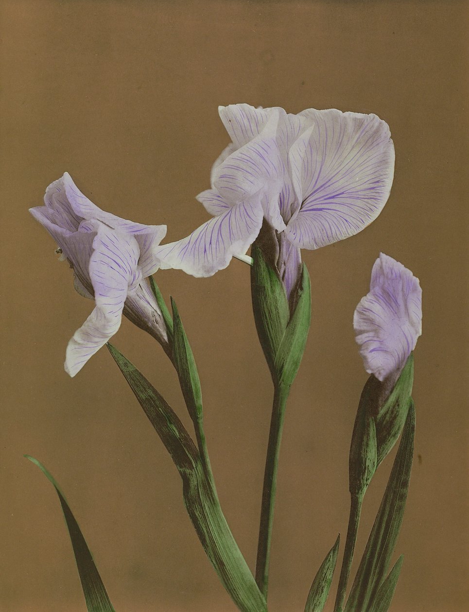 Iris Kaempfer, 1896 (elle renklendirilmiş kolotip) by Kazumasa Ogawa