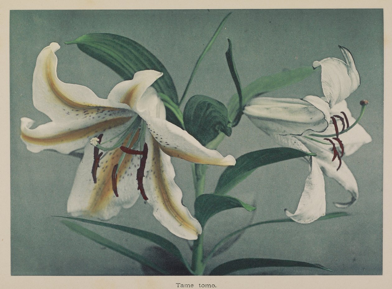  by Kazumasa Ogawa