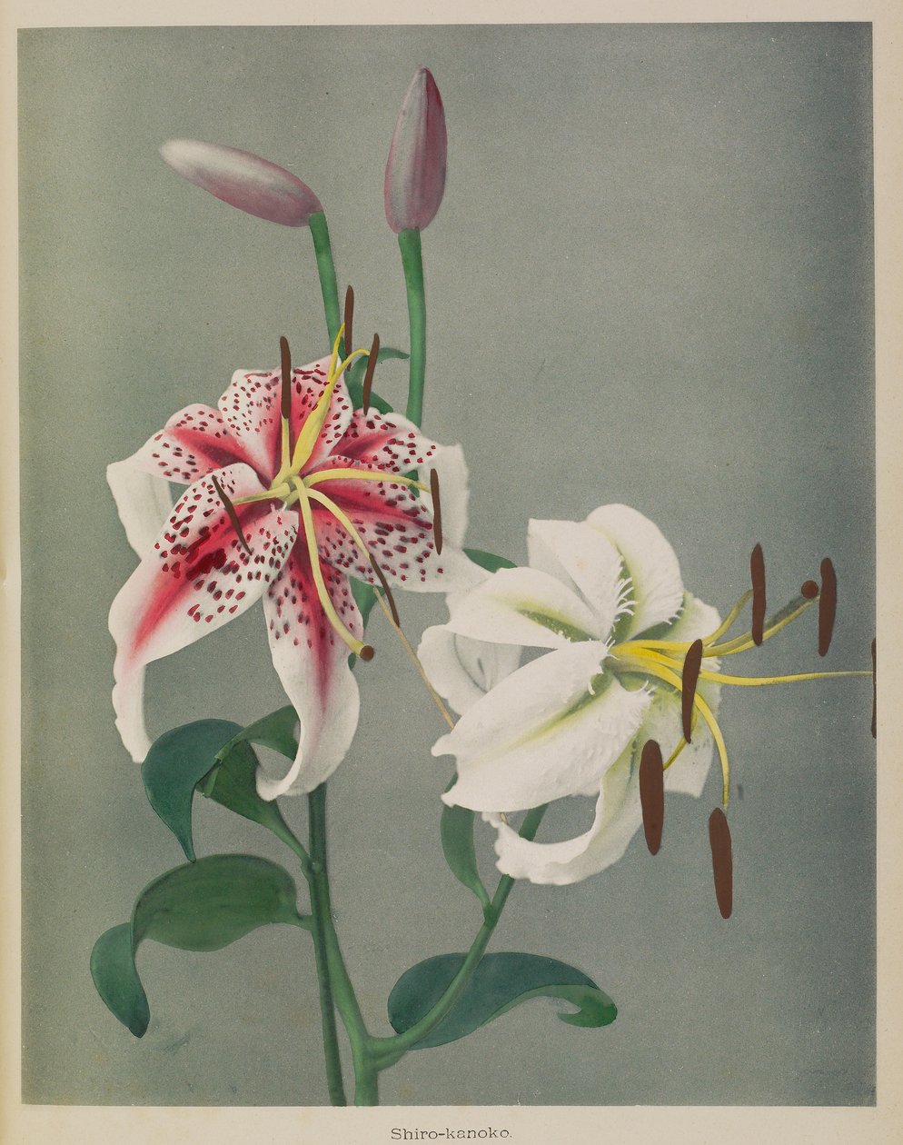  by Kazumasa Ogawa