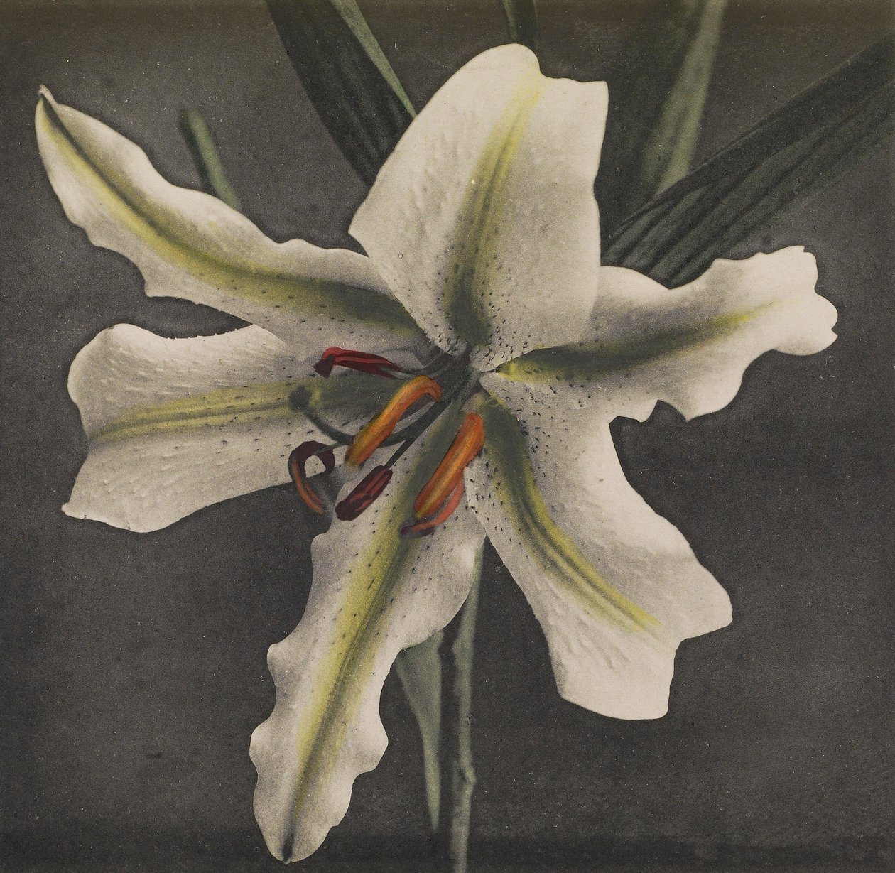 Lily, 1896 (elle renklendirilmiş kolotip) by Kazumasa Ogawa