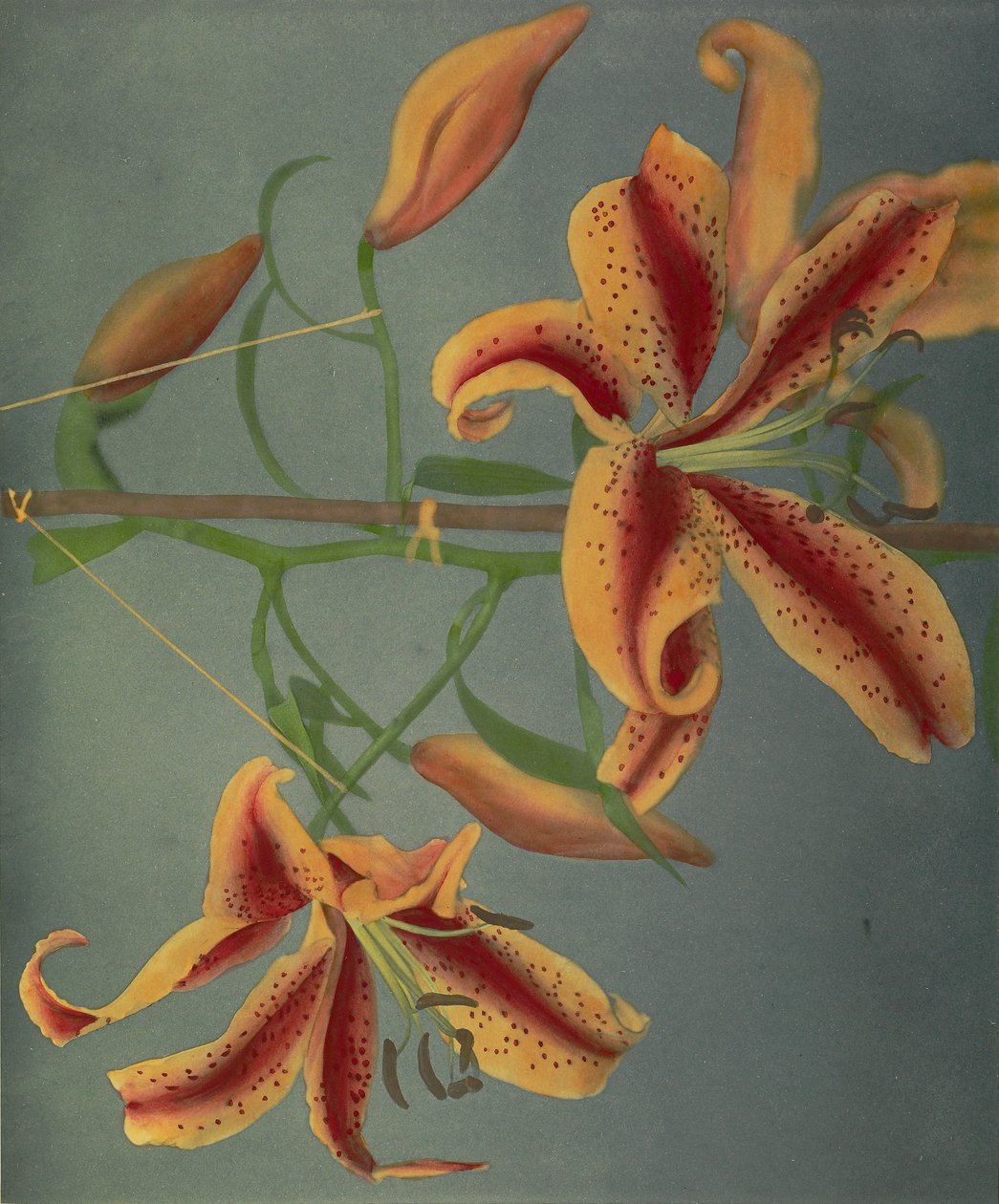 Lily, 1896 (elle renklendirilmiş kolotip) by Kazumasa Ogawa