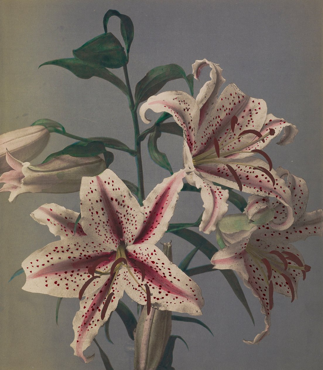 Lily, 1896 (elle renklendirilmiş kolotip) by Kazumasa Ogawa