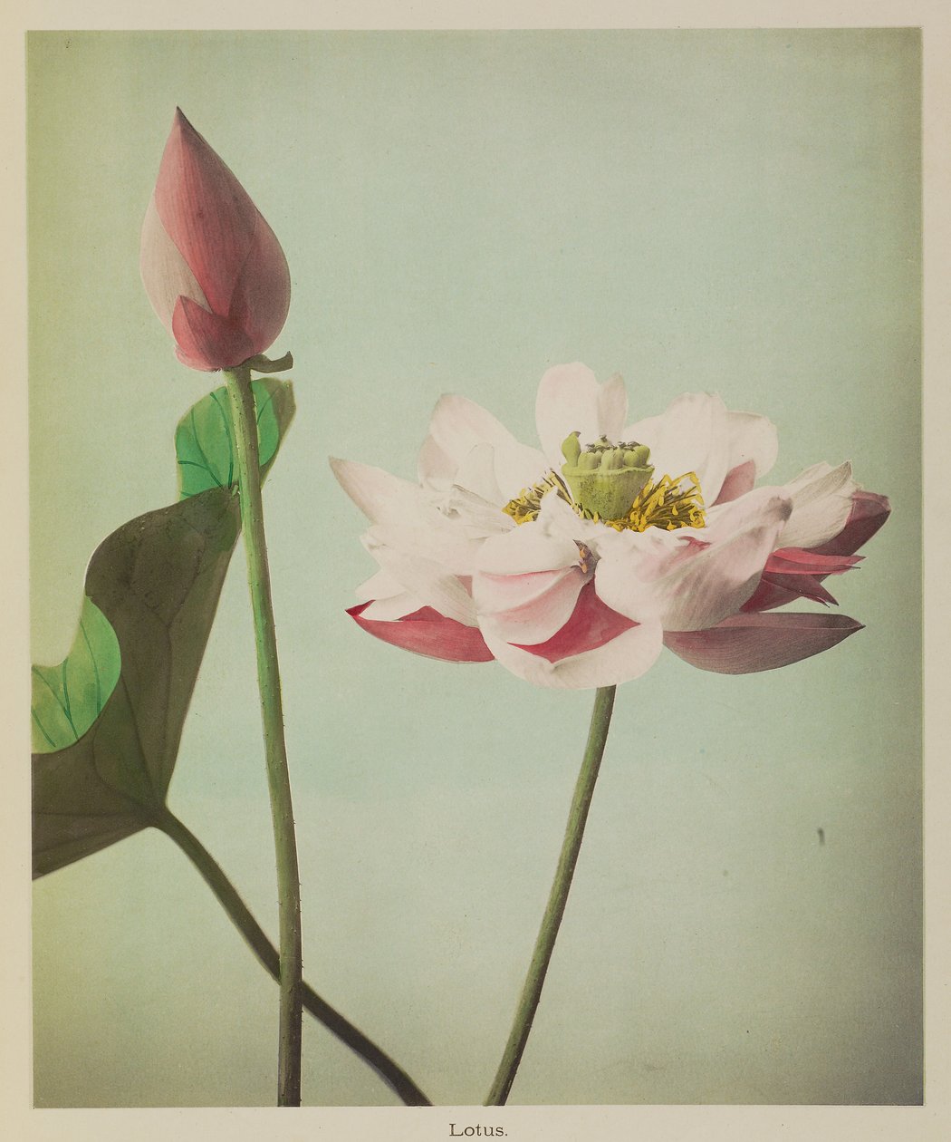  by Kazumasa Ogawa