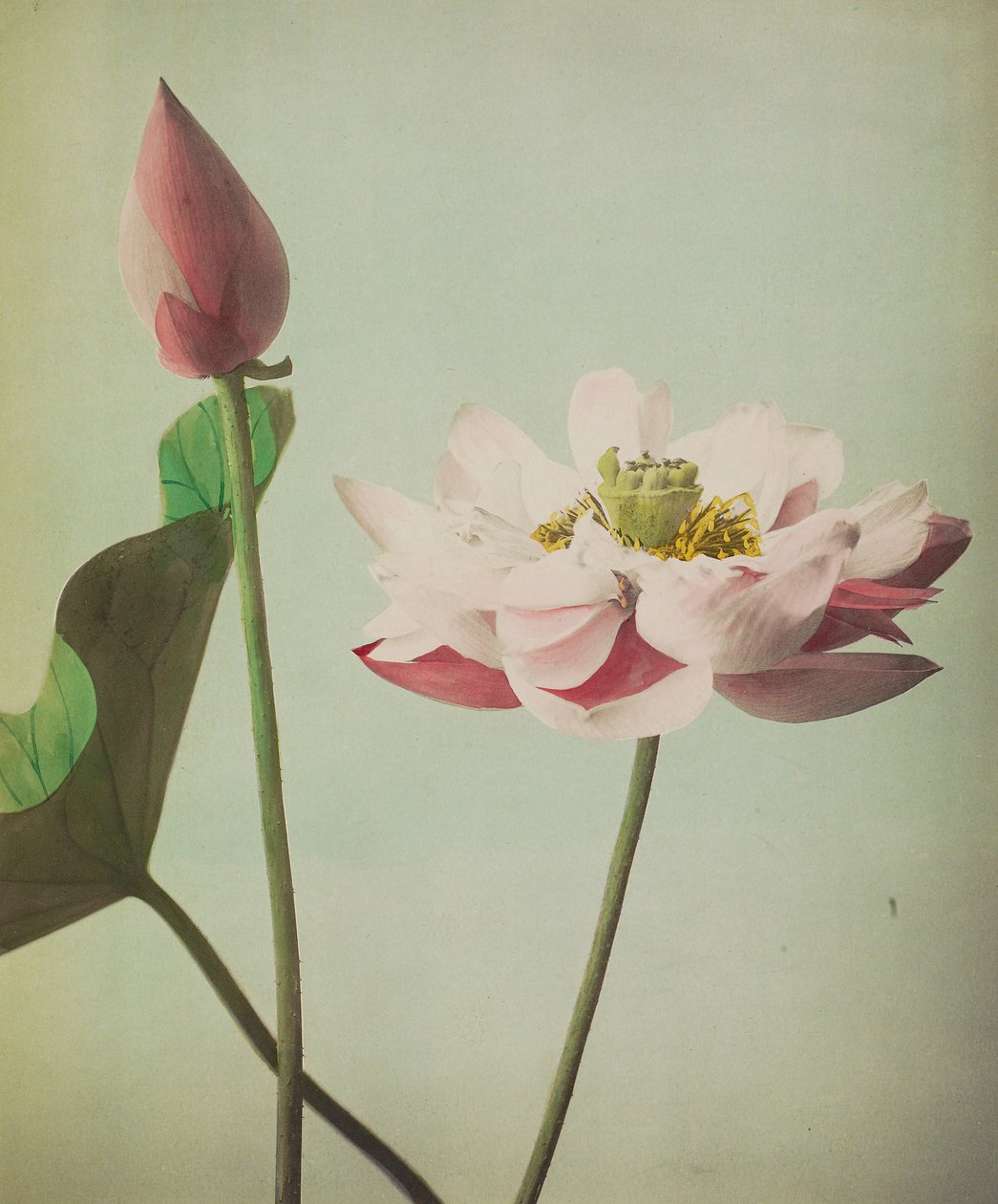 Lotus, 1896 (el ile renklendirilmiş kolotip) by Kazumasa Ogawa
