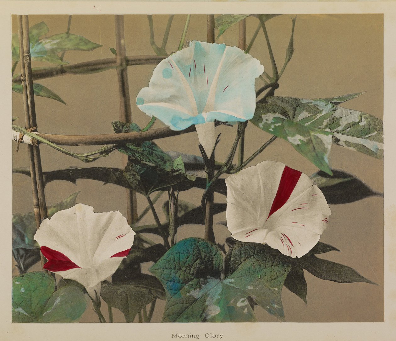  by Kazumasa Ogawa
