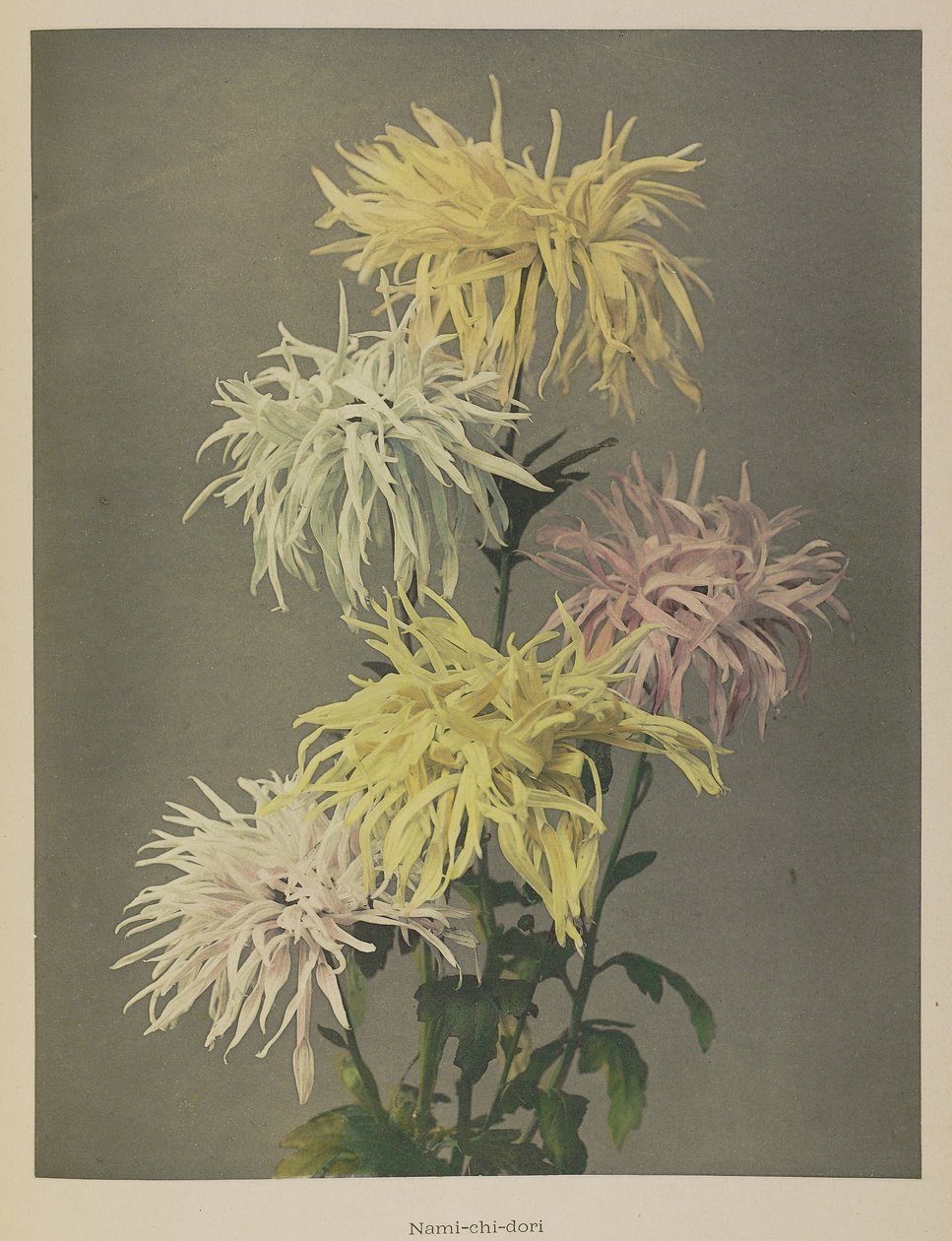  by Kazumasa Ogawa