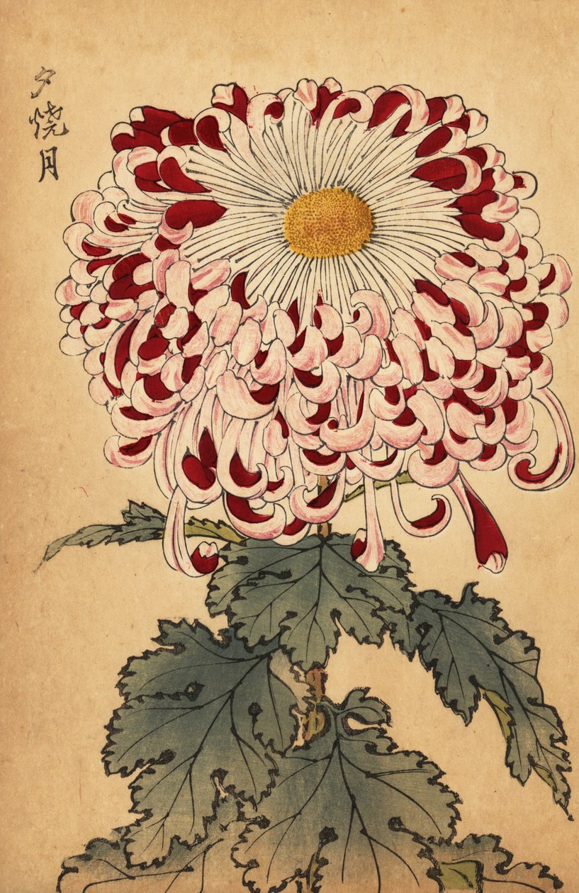 Melez kırmızı ve beyaz kaşık krizantem.,1893 (gravür) by Keika Hasegawa