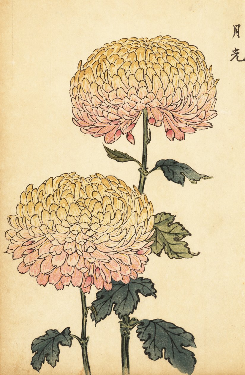Hibrit altın ve pembe ponpon krizantem.,1893 (gravür) by Keika Hasegawa
