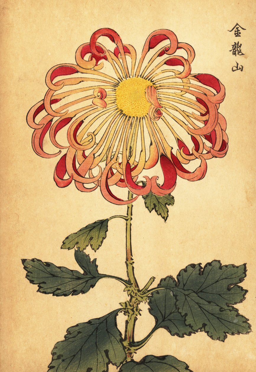 Hibrit pembe kıvrılmış kaşık krizantem.,1893 (gravür) by Keika Hasegawa